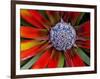 Center of an Agave Plant-Darrell Gulin-Framed Photographic Print