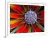 Center of an Agave Plant-Darrell Gulin-Framed Photographic Print