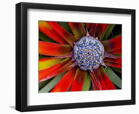 Center of an Agave Plant-Darrell Gulin-Framed Photographic Print