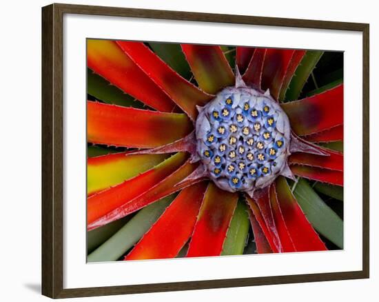 Center of an Agave Plant-Darrell Gulin-Framed Photographic Print