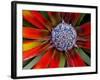 Center of an Agave Plant-Darrell Gulin-Framed Photographic Print