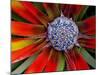 Center of an Agave Plant-Darrell Gulin-Mounted Photographic Print