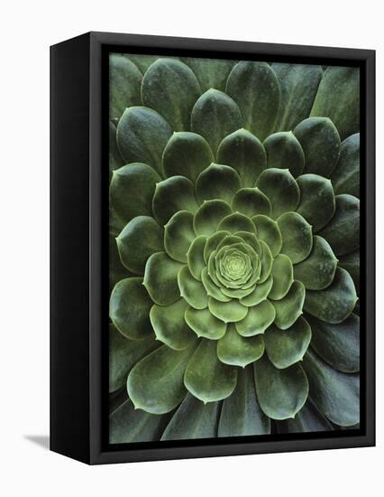 Center of Cactus-Charles O'Rear-Framed Stretched Canvas