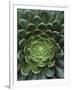 Center of Cactus-Charles O'Rear-Framed Premium Photographic Print