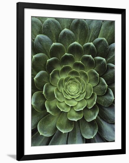 Center of Cactus-Charles O'Rear-Framed Premium Photographic Print