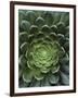 Center of Cactus-Charles O'Rear-Framed Photographic Print