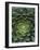 Center of Cactus-Charles O'Rear-Framed Photographic Print