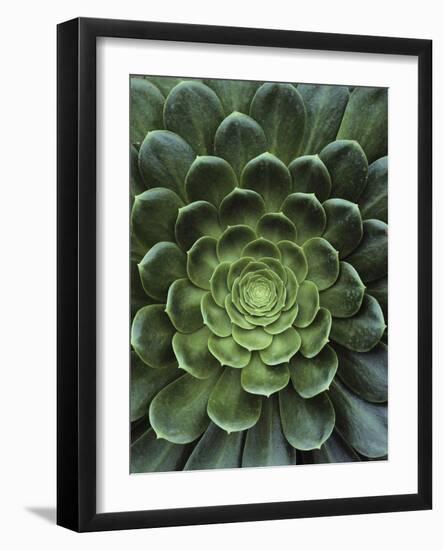 Center of Cactus-Charles O'Rear-Framed Photographic Print