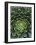 Center of Cactus-Charles O'Rear-Framed Photographic Print