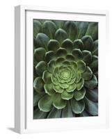 Center of Cactus-Charles O'Rear-Framed Photographic Print