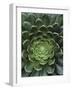 Center of Cactus-Charles O'Rear-Framed Photographic Print