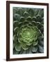 Center of Cactus-Charles O'Rear-Framed Photographic Print