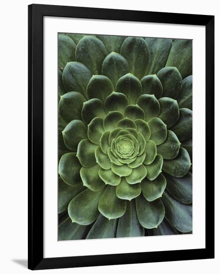 Center of Cactus-Charles O'Rear-Framed Photographic Print