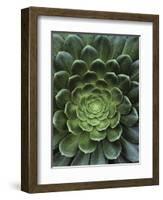 Center of Cactus-Charles O'Rear-Framed Photographic Print