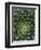 Center of Cactus-Charles O'Rear-Framed Photographic Print