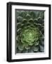 Center of Cactus-Charles O'Rear-Framed Photographic Print