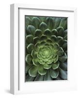 Center of Cactus-Charles O'Rear-Framed Photographic Print