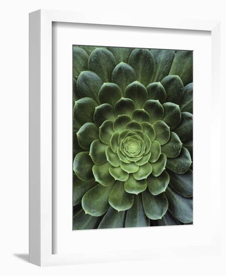 Center of Cactus-Charles O'Rear-Framed Photographic Print