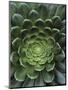 Center of Cactus-Charles O'Rear-Mounted Photographic Print