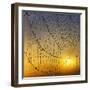 Center of its Universe-Adrian Campfield-Framed Photographic Print