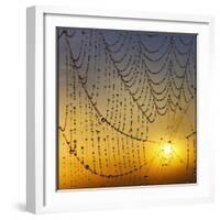 Center of its Universe-Adrian Campfield-Framed Photographic Print