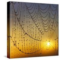 Center of its Universe-Adrian Campfield-Stretched Canvas
