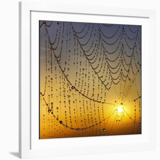 Center of its Universe-Adrian Campfield-Framed Photographic Print