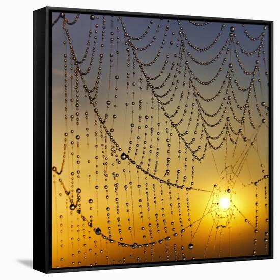 Center of its Universe-Adrian Campfield-Framed Stretched Canvas