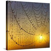 Center of its Universe-Adrian Campfield-Stretched Canvas