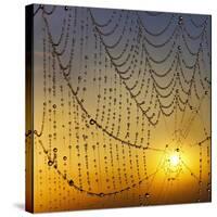 Center of its Universe-Adrian Campfield-Stretched Canvas