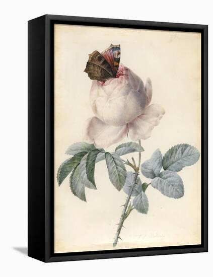 Centifolia Rose with Peacock Butterfly-Pierre Joseph Redoute-Framed Stretched Canvas