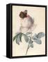 Centifolia Rose with Peacock Butterfly-Pierre Joseph Redoute-Framed Stretched Canvas