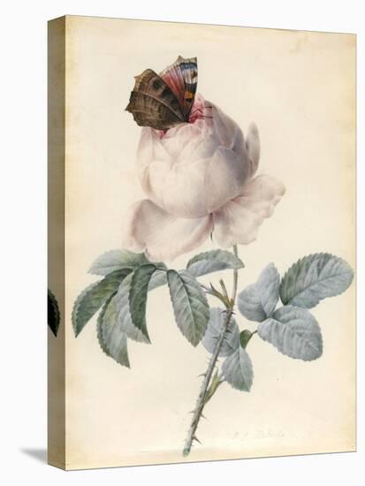 Centifolia Rose with Peacock Butterfly-Pierre Joseph Redoute-Stretched Canvas