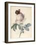 Centifolia Rose with Peacock Butterfly-Pierre Joseph Redoute-Framed Giclee Print