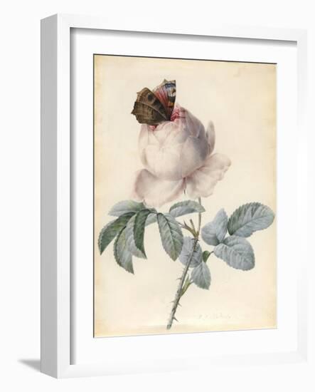 Centifolia Rose with Peacock Butterfly-Pierre Joseph Redoute-Framed Giclee Print