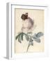 Centifolia Rose with Peacock Butterfly-Pierre Joseph Redoute-Framed Giclee Print