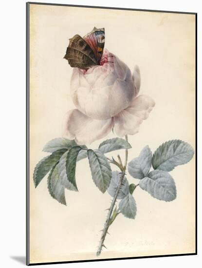 Centifolia Rose with Peacock Butterfly-Pierre Joseph Redoute-Mounted Giclee Print