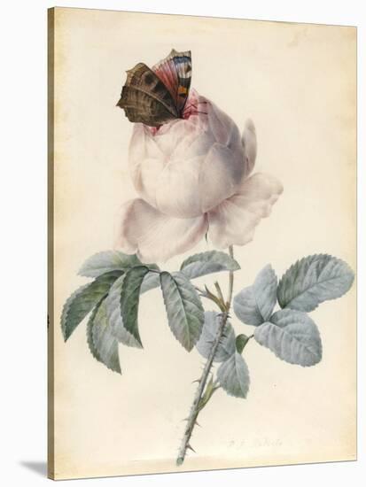 Centifolia Rose with Peacock Butterfly-Pierre Joseph Redoute-Stretched Canvas