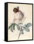 Centifolia Rose with Peacock Butterfly-Pierre Joseph Redoute-Framed Stretched Canvas