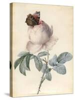 Centifolia Rose with Peacock Butterfly-Pierre Joseph Redoute-Stretched Canvas