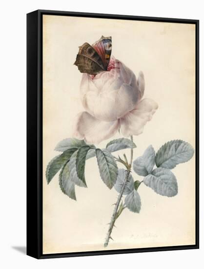 Centifolia Rose with Peacock Butterfly-Pierre Joseph Redoute-Framed Stretched Canvas