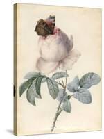 Centifolia Rose with Peacock Butterfly-Pierre Joseph Redoute-Stretched Canvas