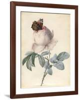 Centifolia Rose with Peacock Butterfly-Pierre Joseph Redoute-Framed Giclee Print