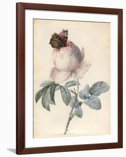 Centifolia Rose with Peacock Butterfly-Pierre Joseph Redoute-Framed Giclee Print