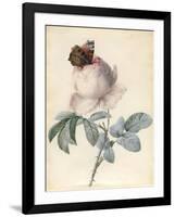 Centifolia Rose with Peacock Butterfly-Pierre Joseph Redoute-Framed Giclee Print