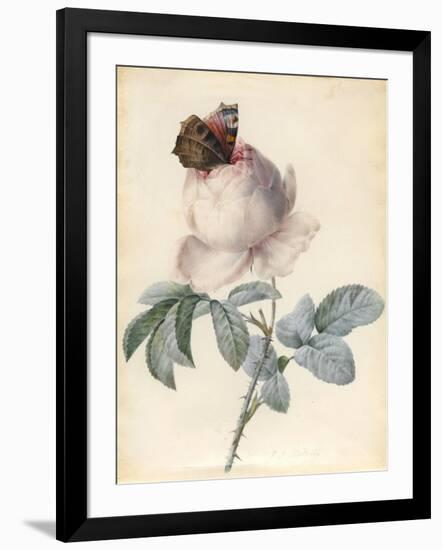 Centifolia Rose with Peacock Butterfly-Pierre Joseph Redoute-Framed Giclee Print