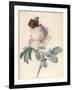 Centifolia Rose with Peacock Butterfly-Pierre Joseph Redoute-Framed Giclee Print