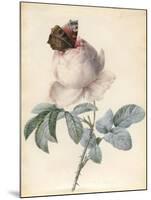 Centifolia Rose with Peacock Butterfly-Pierre Joseph Redoute-Mounted Giclee Print