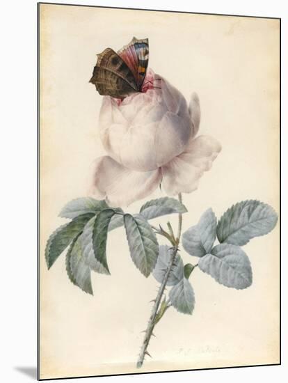 Centifolia Rose with Peacock Butterfly-Pierre Joseph Redoute-Mounted Giclee Print
