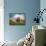 Centinoodle-Lynne Davies-Mounted Photographic Print displayed on a wall